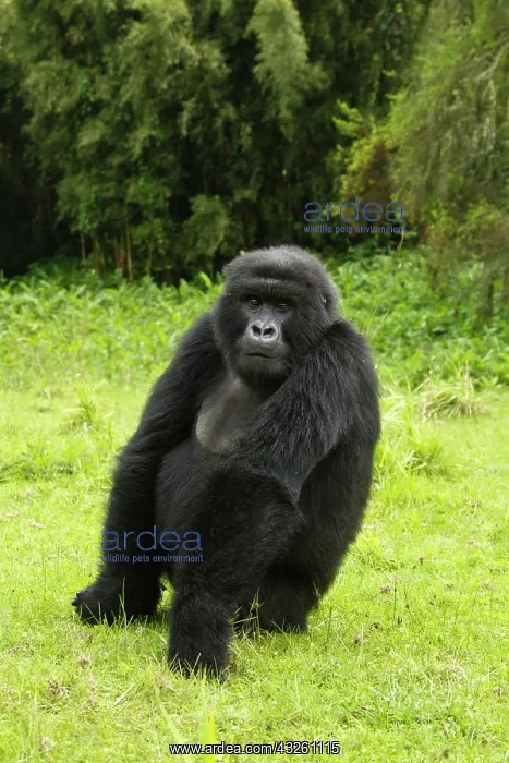 : Rwanda, Volcanoes National Park. Mountain : Rwanda, Volcanoes National Park. Mountain