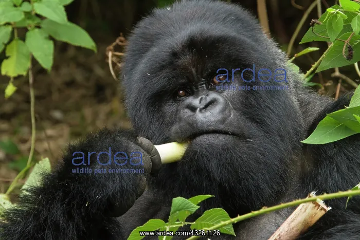 : Rwanda, Volcanoes National Park. Mountain : Rwanda, Volcanoes National Park. Mountain