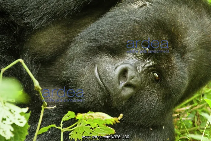: Rwanda, Volcanoes National Park. Mountain : Rwanda, Volcanoes National Park. Mountain