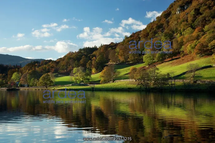  : Rydal Water in evening light with woodland reflections