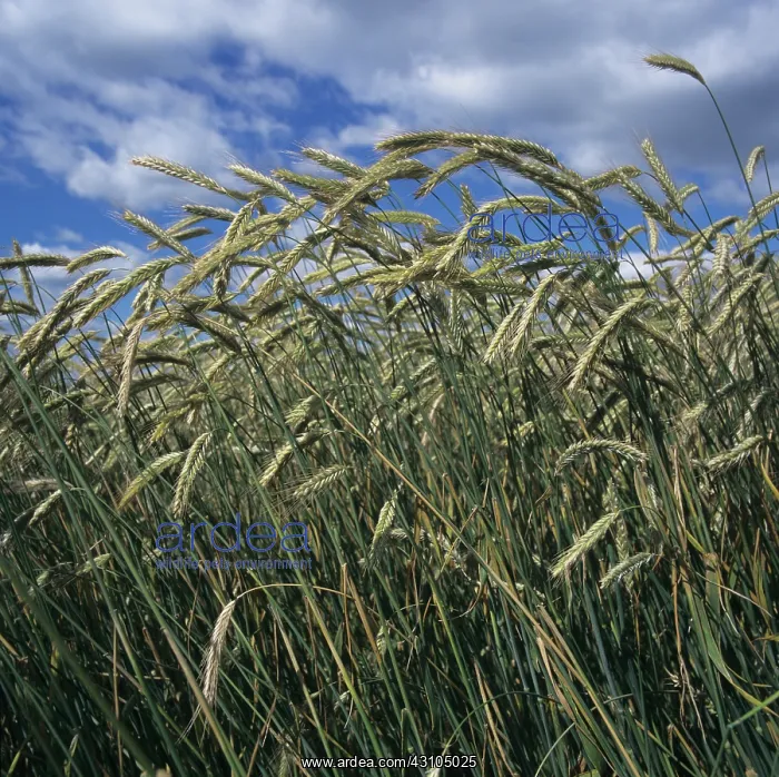  : Rye crop in ear. Northumberland, UK