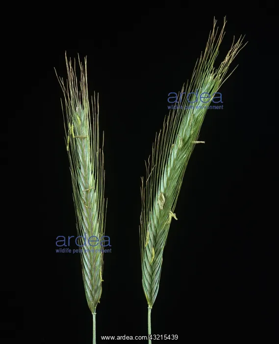 : Rye ears against a black studio background : Rye ears against a black studio background
