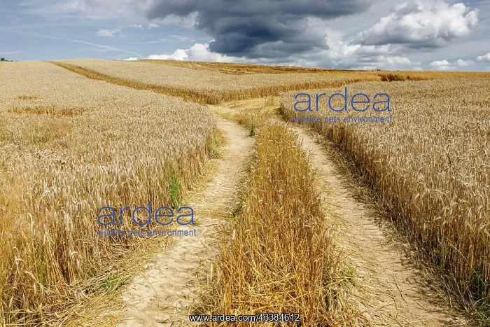 : Rye field shortly in front of harvest and an approaching : Rye field shortly in front of harvest and an approaching