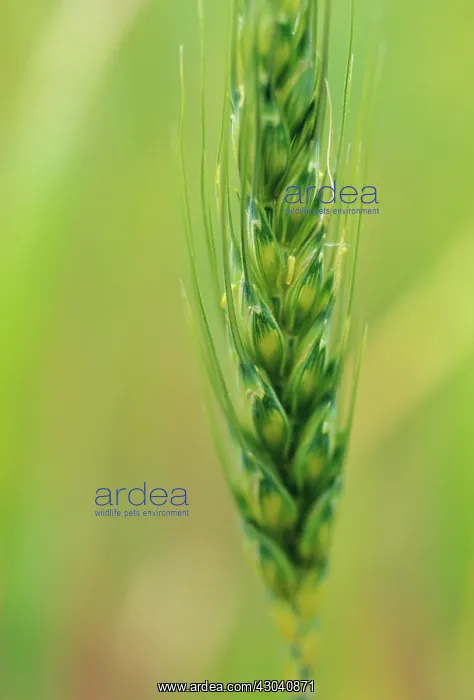 : Rye, Secale cereale : Rye, Secale cereale