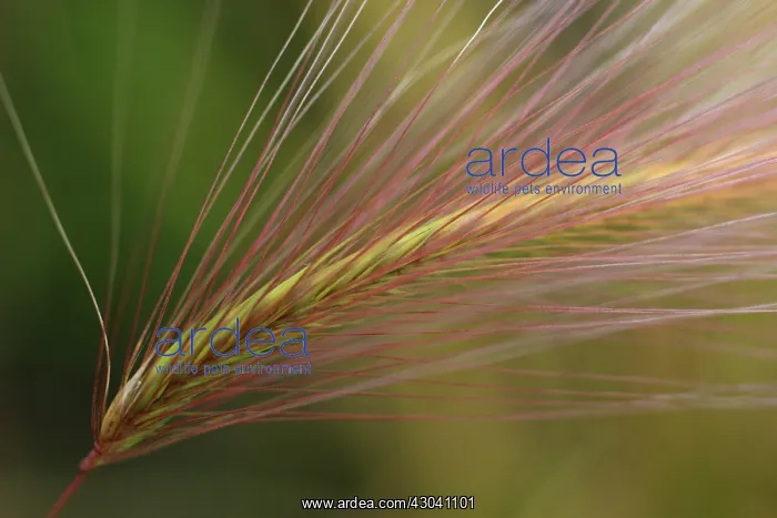 : Rye, Secale cereale : Rye, Secale cereale