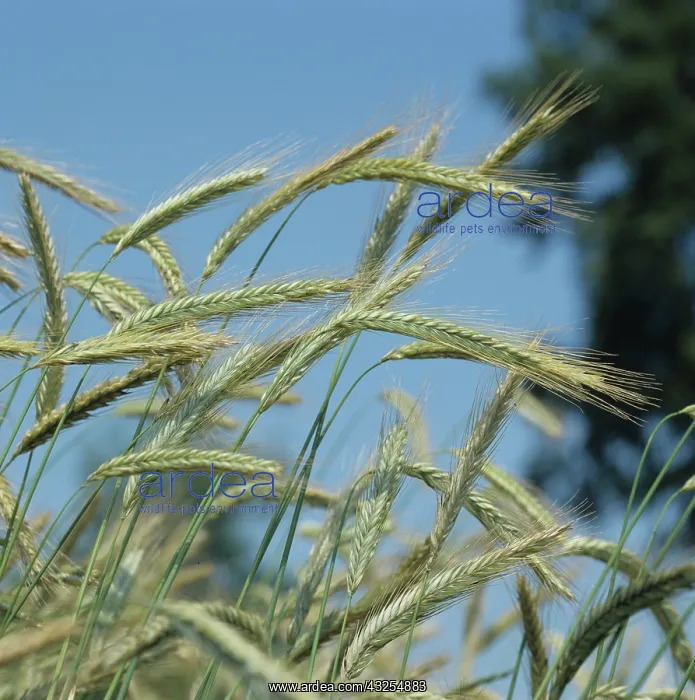: Rye (Secale cereale) : Rye (Secale cereale)