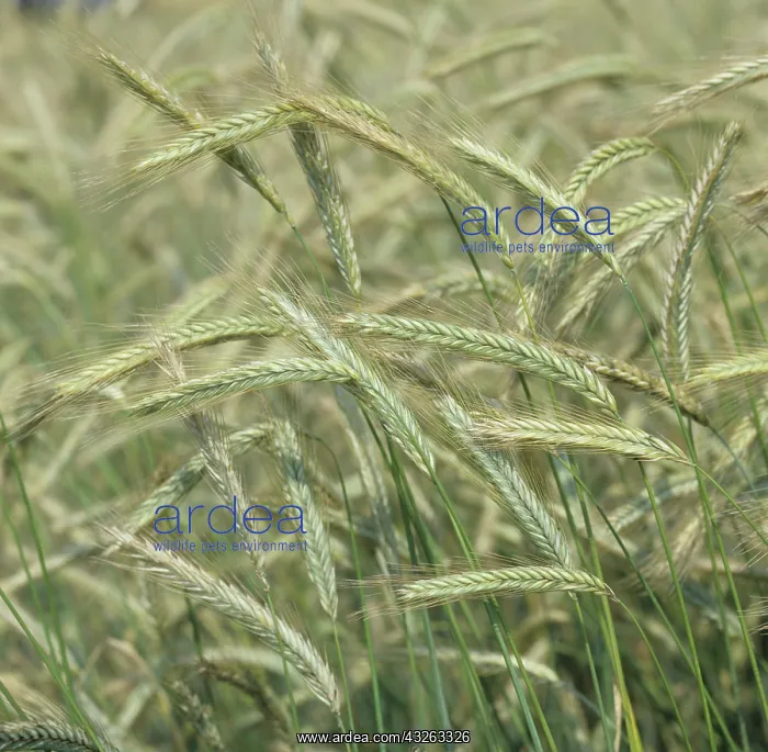 : Rye (Secale cereale) : Rye (Secale cereale)