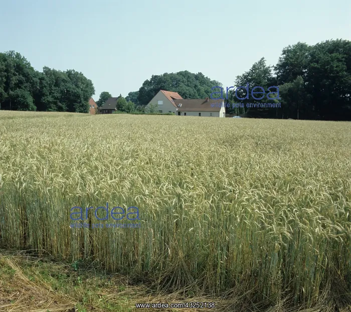 : Rye (Secale cereale) crop, Germany : Rye (Secale cereale) crop, Germany
