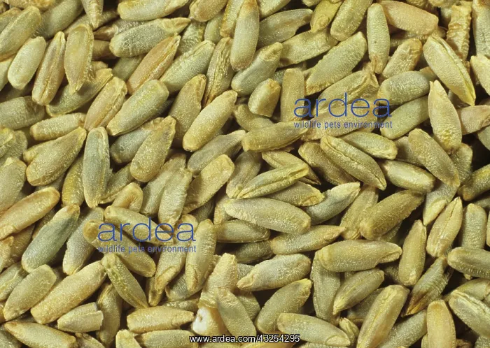  : Rye Seed. Rye grain or seed (Secale cereale), variety Animo
