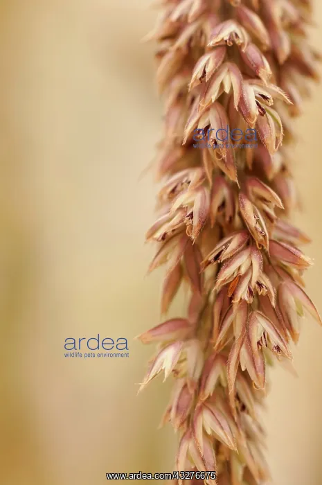 : Ryegrass, Italian Ryegrass, Lolium multiflorum : Ryegrass, Italian Ryegrass, Lolium multiflorum