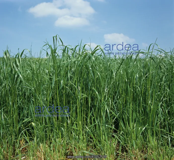  : Ryegrass (Lolium sp.)
