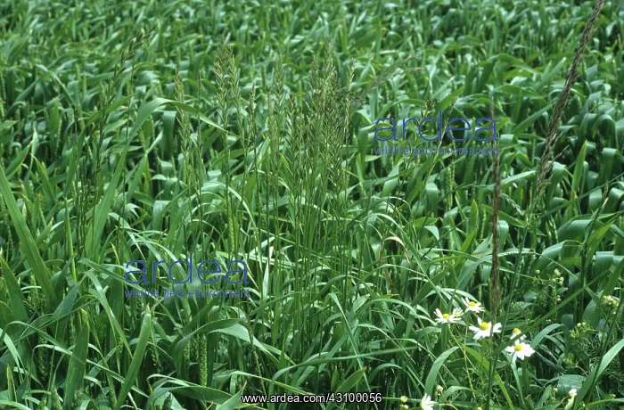  : Ryegrass (Lolium sp.) plants in an immature wheat
