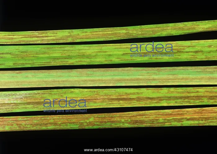 : Ryegrass mosaic virus : Ryegrass mosaic virus