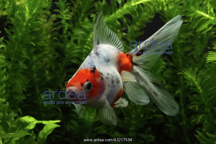 : Ryukin Goldfish : Ryukin Goldfish