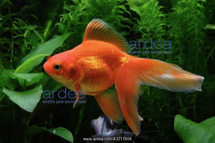 : Ryukin Goldfish : Ryukin Goldfish