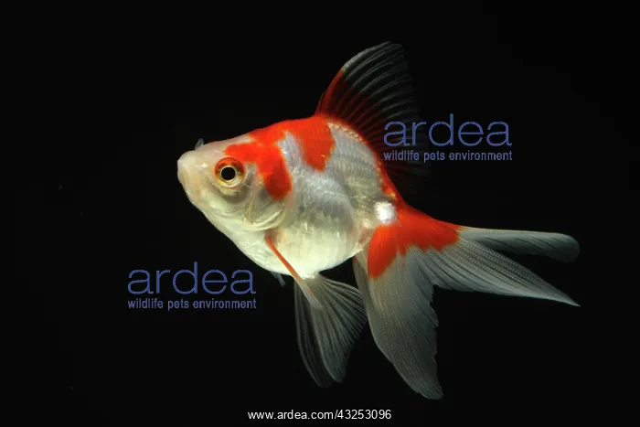 : Ryukin goldfish : Ryukin goldfish