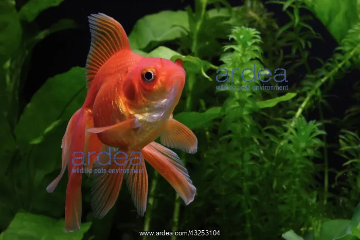 : Ryukin goldfish : Ryukin goldfish