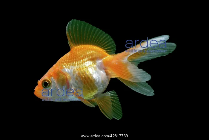 : Ryukin / Goldfish derivitive - side view : Ryukin / Goldfish derivitive - side view