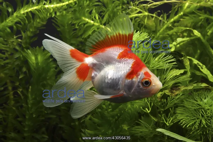 : Ryukin Goldfish swimming and aquarium plants : Ryukin Goldfish swimming and aquarium plants
