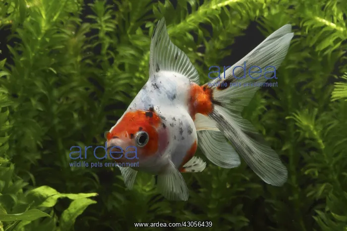 : Ryukin Goldfish swimming and aquarium plants : Ryukin Goldfish swimming and aquarium plants