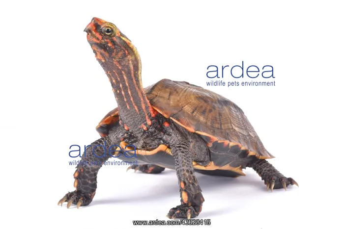: Ryukyu Black-breasted Leaf Turtle (Geoemyda japonica) : Ryukyu Black-breasted Leaf Turtle (Geoemyda japonica)