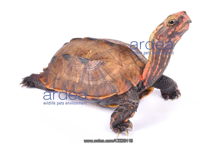 : Ryukyu Black-breasted Leaf Turtle (Geoemyda japonica) : Ryukyu Black-breasted Leaf Turtle (Geoemyda japonica)
