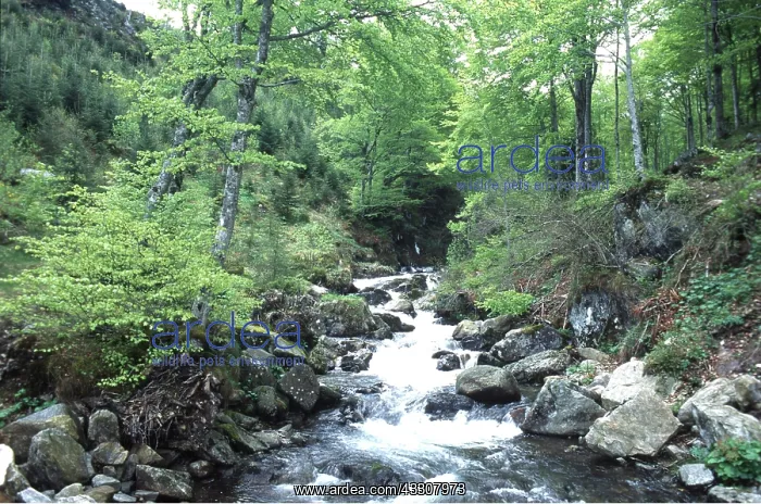 : S. W. France - river, in beech forest on Mont d'Olmes : S. W. France - river, in beech forest on Mont d'Olmes