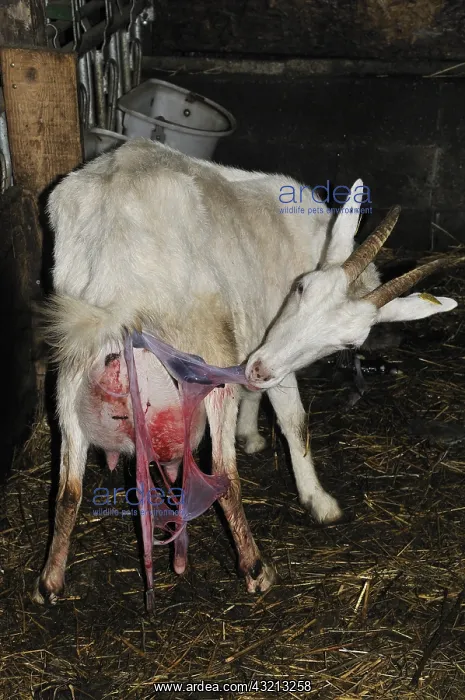 : Saanen goat eating the placenta after parturition France : Saanen goat eating the placenta after parturition France