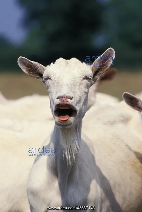 : Saanen goat, female bleating : Saanen goat, female bleating