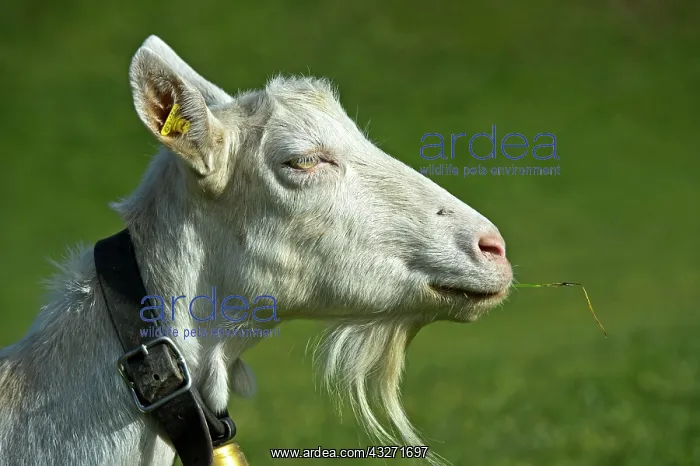 : Saanen goat, unhorned goat with goatee, Saanen : Saanen goat, unhorned goat with goatee, Saanen
