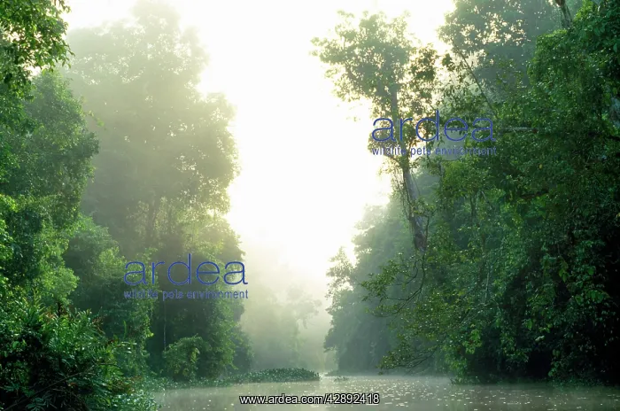 : Sabah - rainforest : Sabah - rainforest