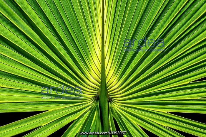 : Sabal Palm : Sabal Palm