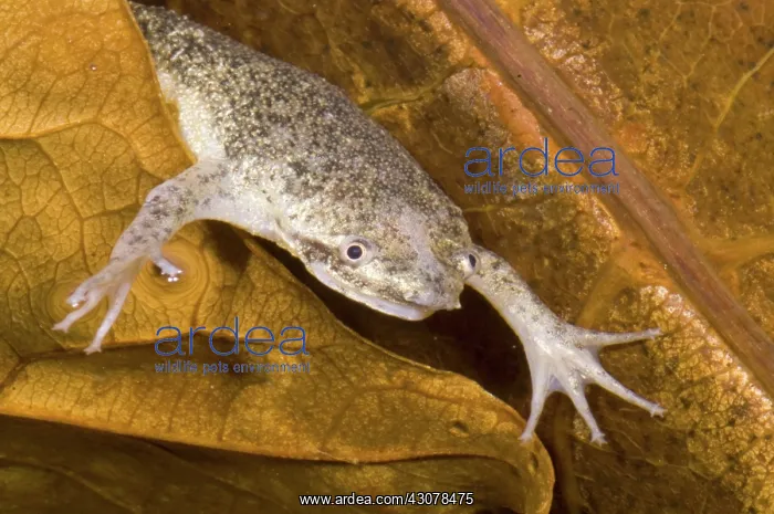: Sabana Surinam Toad : Sabana Surinam Toad