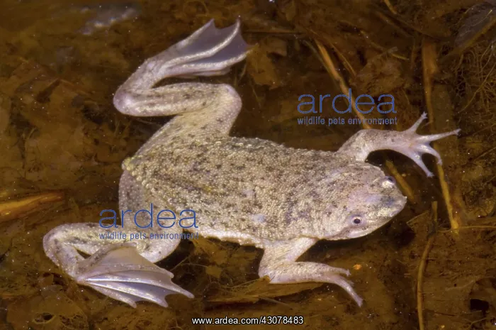 : Sabana Surinam Toad : Sabana Surinam Toad