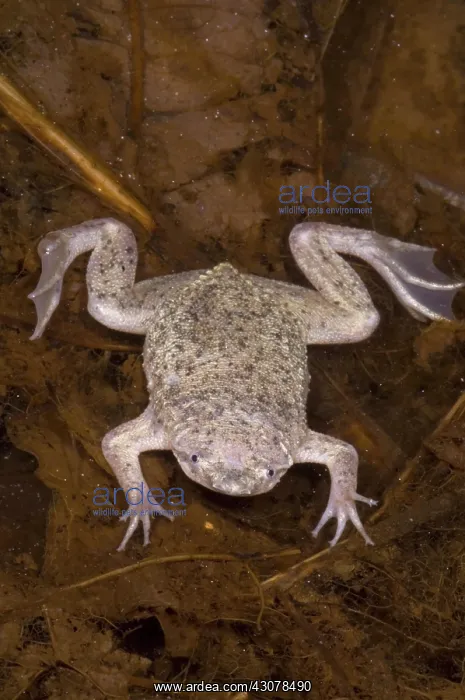 : Sabana Surinam Toad : Sabana Surinam Toad