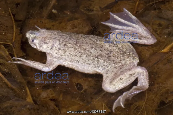 : Sabana Surinam Toad : Sabana Surinam Toad