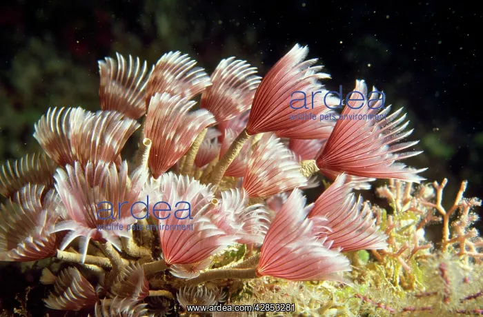 : Sabellid Tube Worms - filter feeders