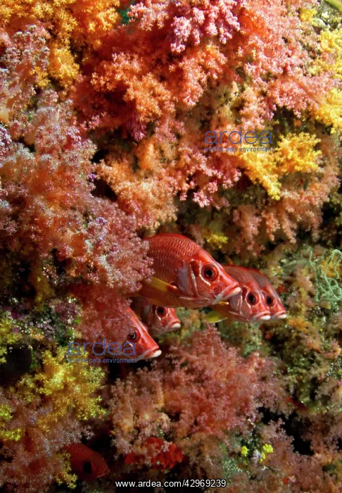 : Saber Squirrelfish : Saber Squirrelfish