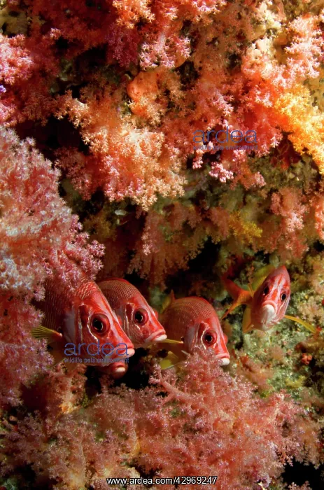 : Saber Squirrelfish : Saber Squirrelfish
