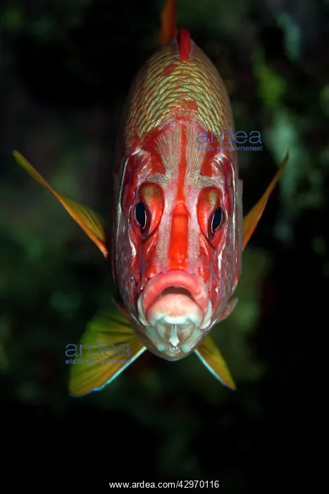 : Saber Squirrelfish : Saber Squirrelfish
