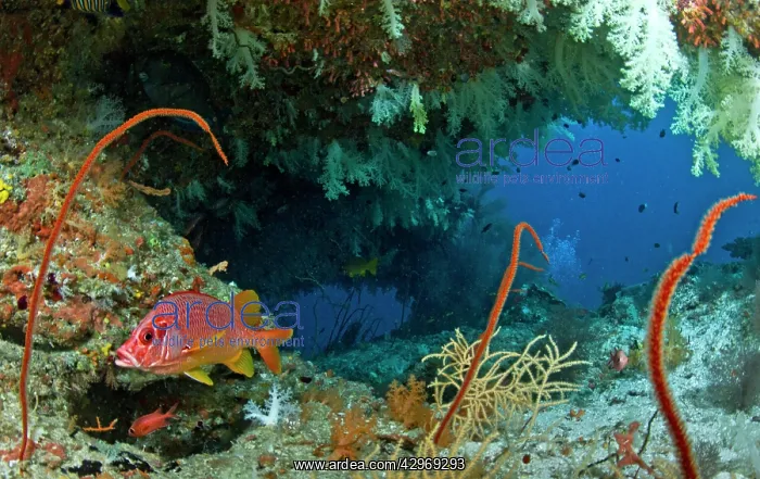 : Saber Squirrelfish - in a soft coral cave : Saber Squirrelfish - in a soft coral cave