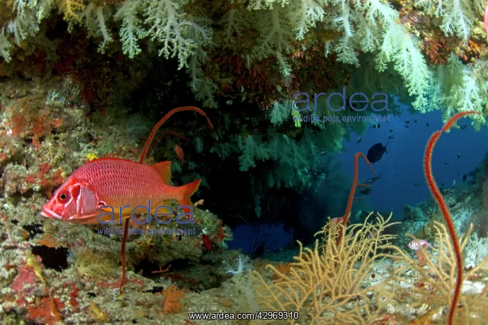 : Saber Squirrelfish - in a soft coral cave : Saber Squirrelfish - in a soft coral cave