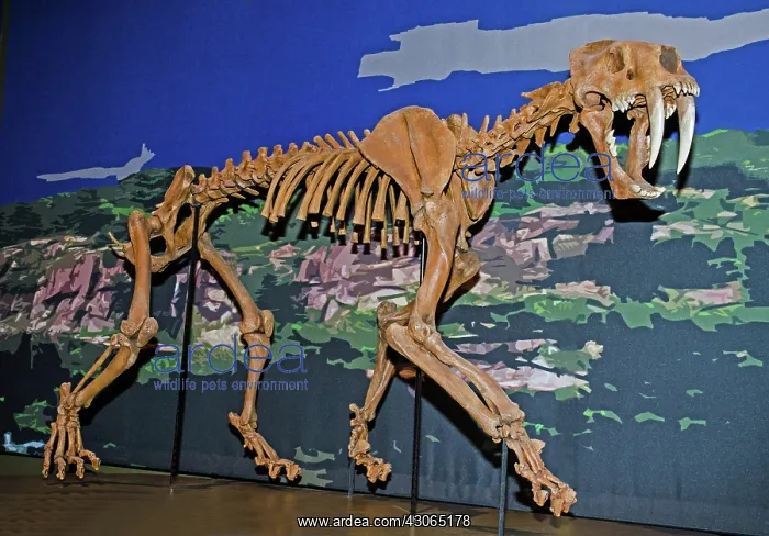 : Saber Tooth Cat : Saber Tooth Cat