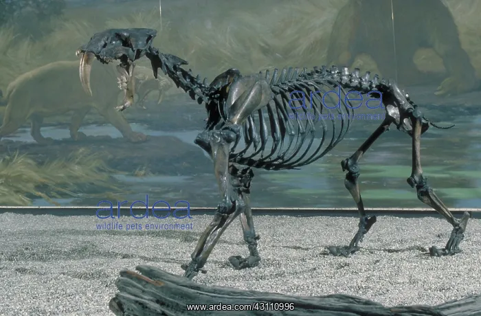 : Saber-Tooth Cat : Saber-Tooth Cat