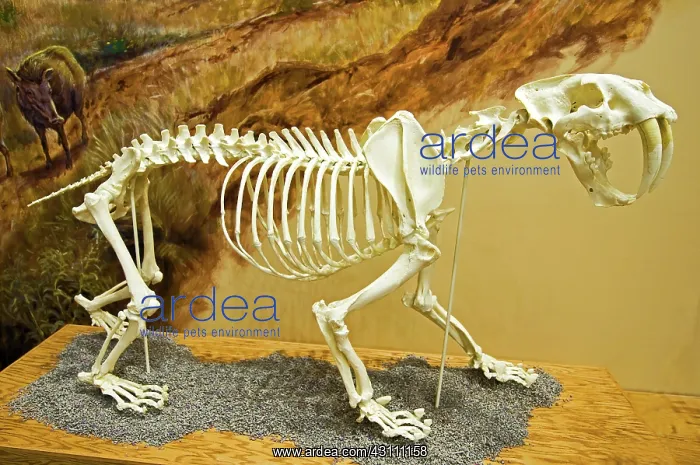 : Saber Tooth Tiger : Saber Tooth Tiger