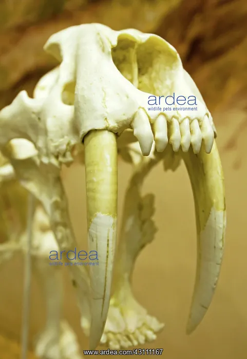 : Saber Tooth Tiger : Saber Tooth Tiger