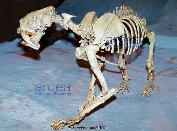: Saber Tooth Tiger Fossil : Saber Tooth Tiger Fossil