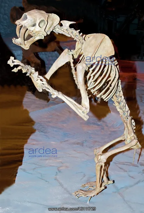 : Saber Tooth Tiger Fossil : Saber Tooth Tiger Fossil