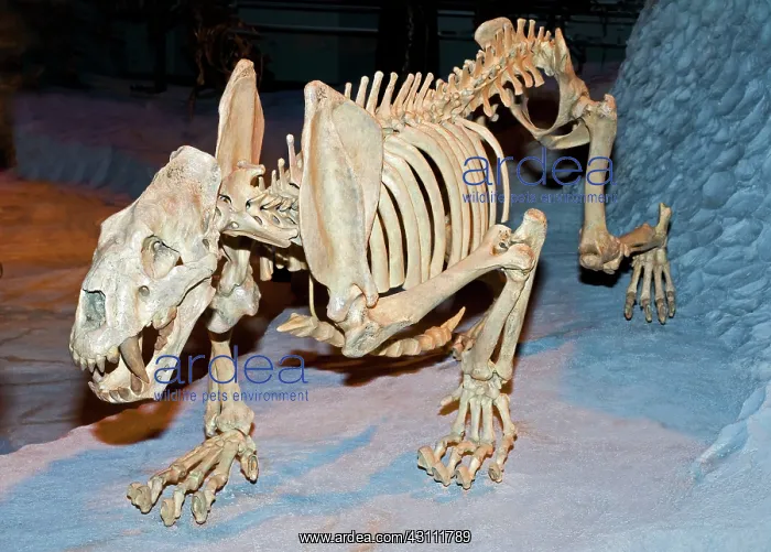 : Saber-Toothed Cat : Saber-Toothed Cat