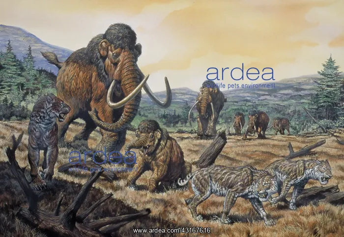 : Saber-Toothed Cat : Saber-Toothed Cat